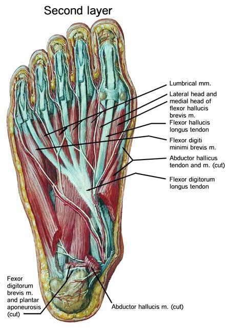 pictures of bottom of foot|anatomy of bottom right foot.